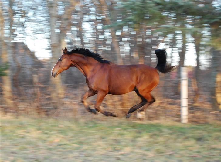 Dansk Varmblod Equs  - Fuld galop billede 17