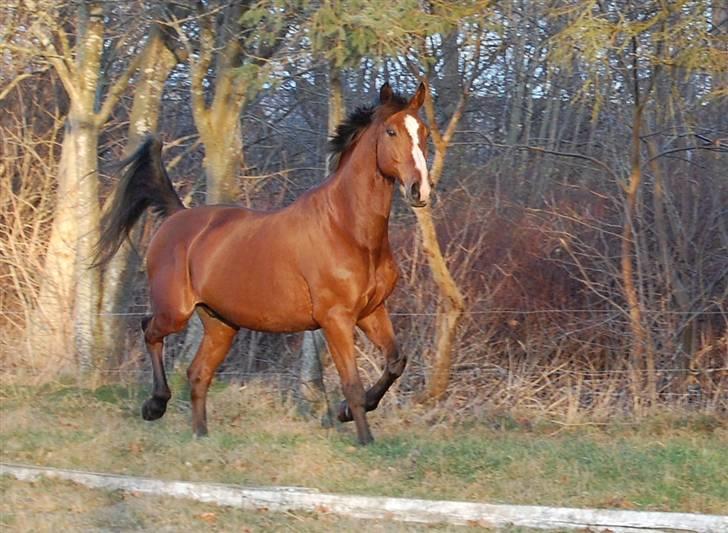 Dansk Varmblod Equs  - Et vågent blik :D billede 19