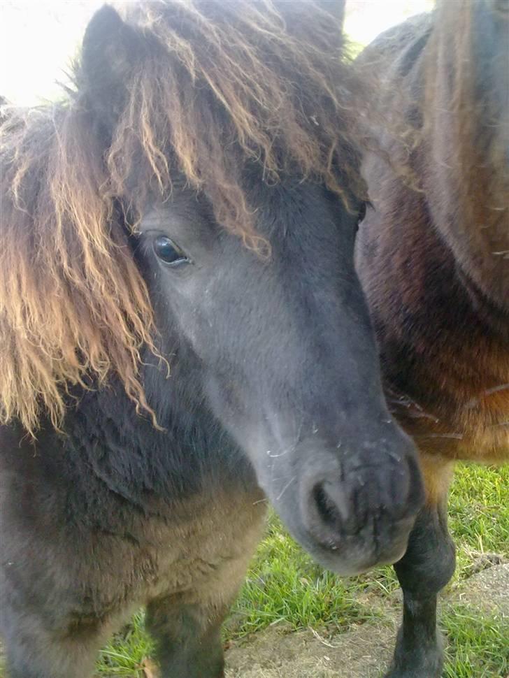 Shetlænder Sdr.Engesgaards babystar! - Velkommen:). kommenter! billede 1