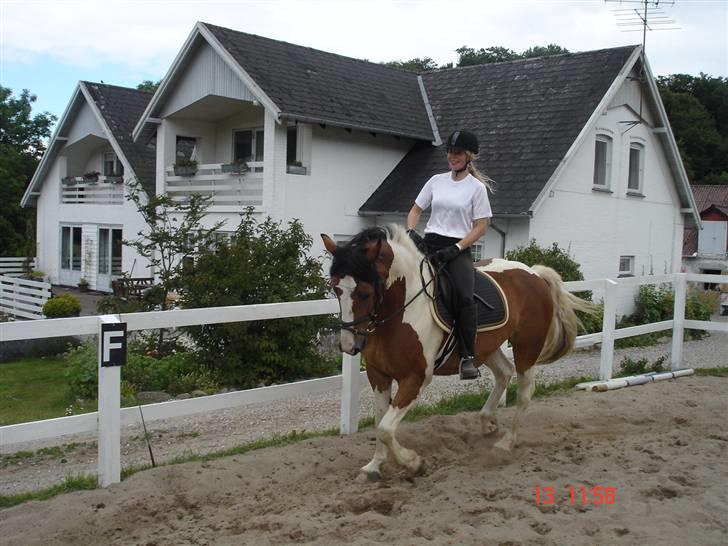 Pinto Quickstep Cody billede 1