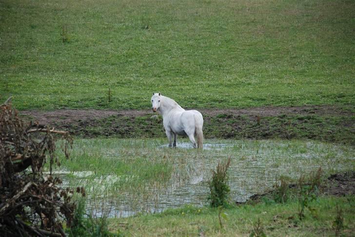 Welsh Pony (sec B) Korreborgs Kawango *MIT LIV* - Kawango ude i søen billede 6