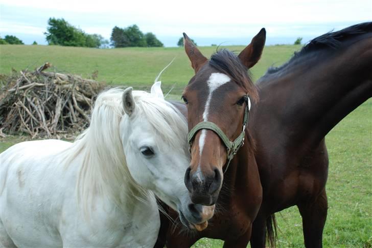 Welsh Pony (sec B) Korreborgs Kawango *MIT LIV* - Kawango og Gelinde.. billede 7