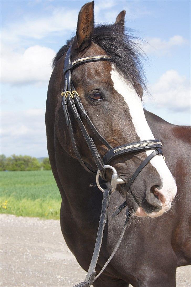 New Forest Igor | B-pony | Solgt billede 10