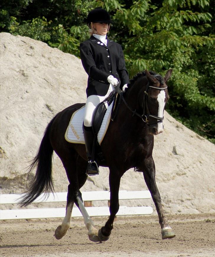 New Forest Igor | B-pony | Solgt - Landsstævne solrød 2010 - Prt billede 12