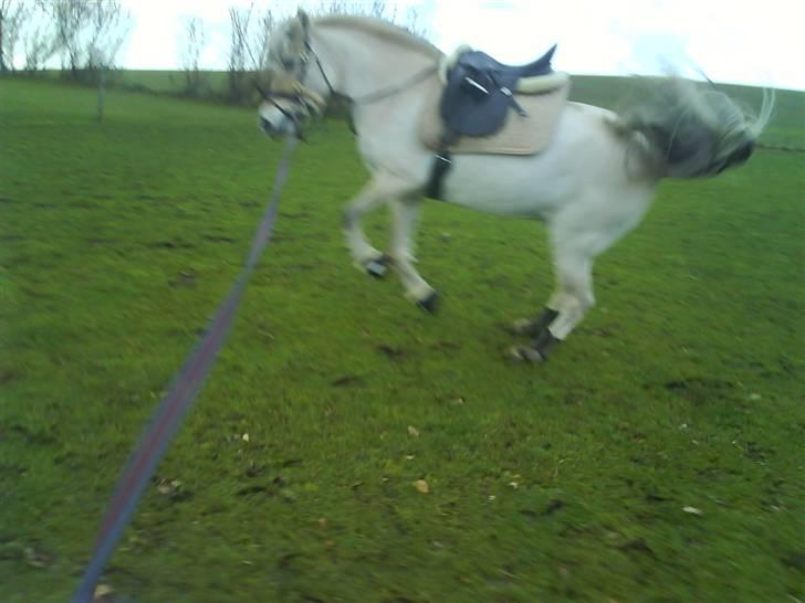 Fjordhest Østerskovs Wenke - Laver lige lidt ballade i longen (: Kære pony. billede 11