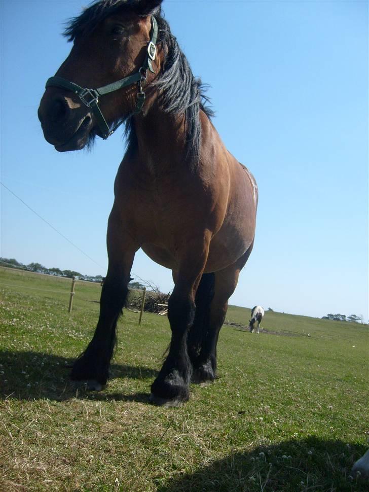 Belgier Musse *Aflivet* - Frø perspektiv <3 iloveyou, musse! billede 2