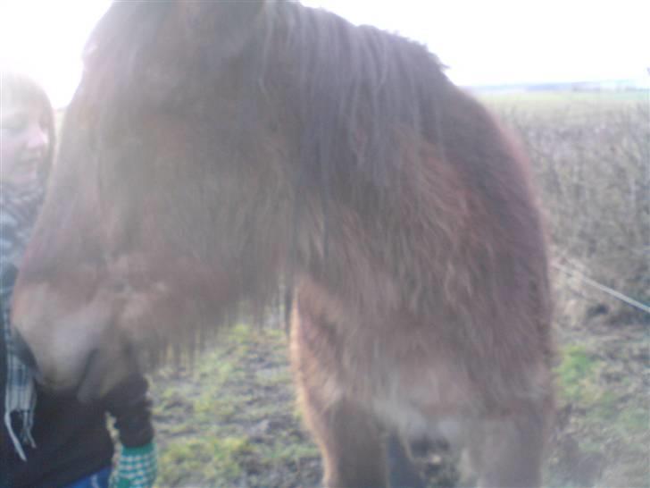 Belgier Musse *Aflivet* - .jeg er bare lækker! <3 billede 3