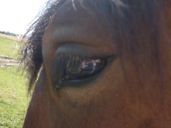 Belgier Musse *Aflivet* - .øjestenen i: billede 4