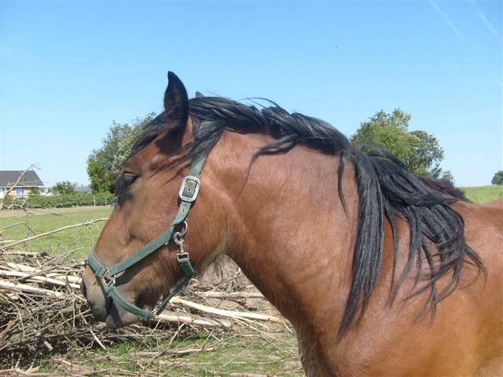 Belgier Musse *Aflivet* - .gå væk! billede 5