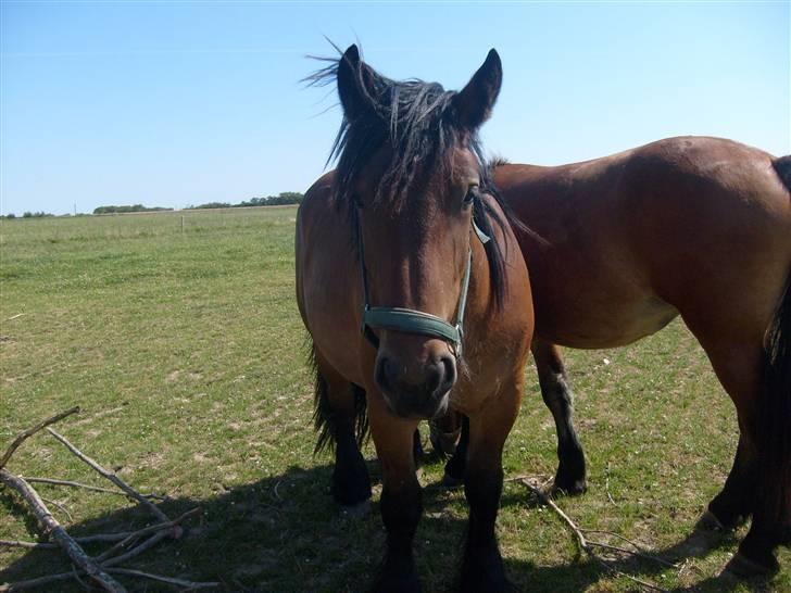 Belgier Musse *Aflivet* - .musse´bébé! billede 7