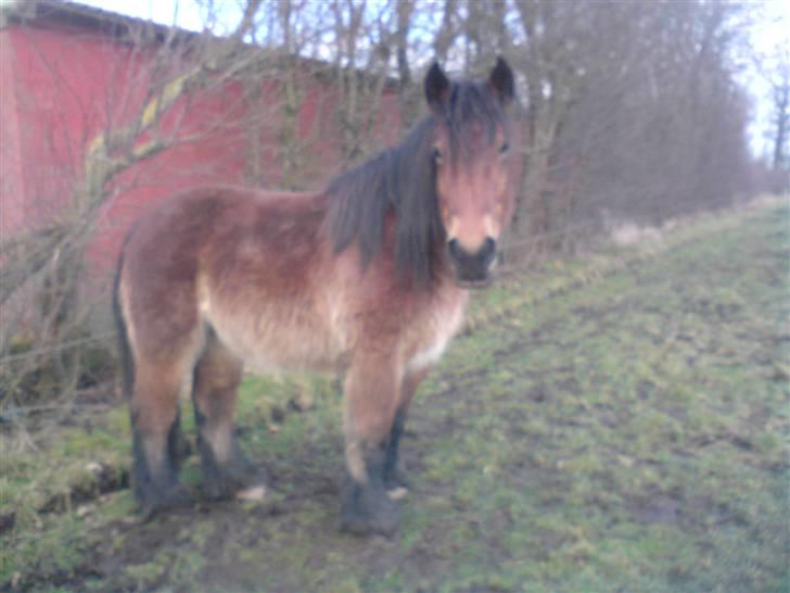 Belgier Musse *Aflivet* - .billed smuk hoppe! *vinterpels* billede 8