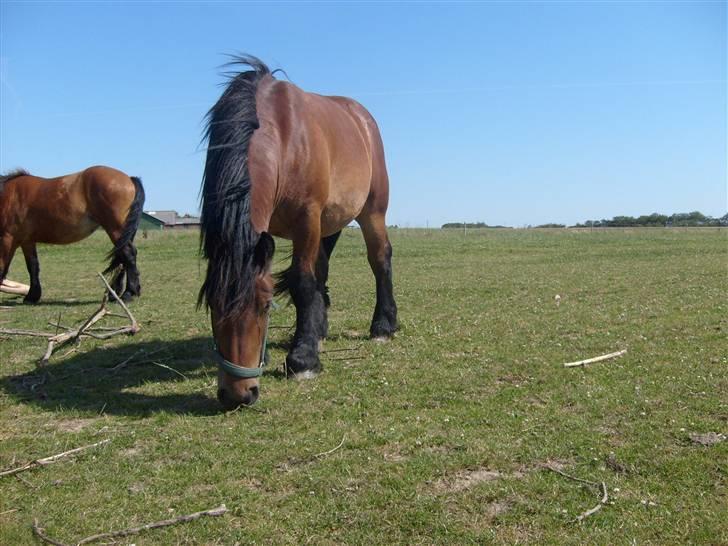 Belgier Musse *Aflivet* - .mmmmmh, skal vi spise sammen? <3 billede 9