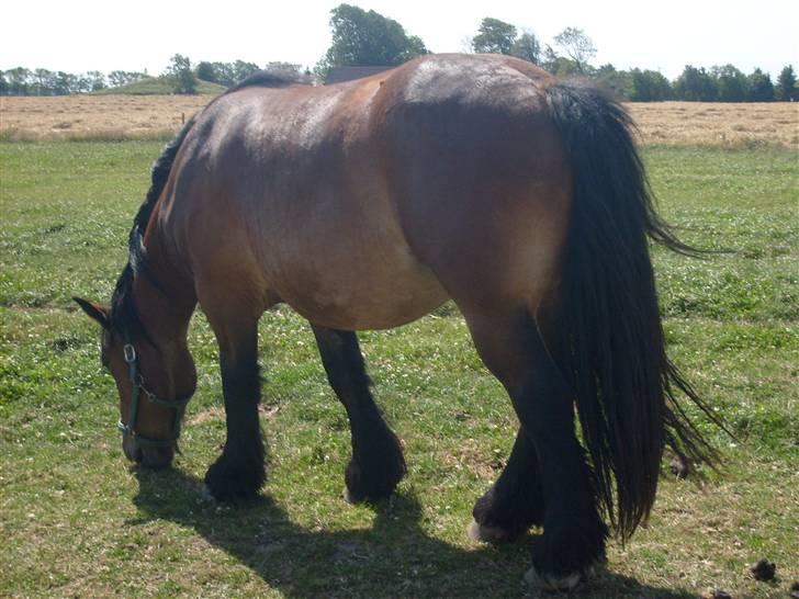 Belgier Musse *Aflivet* - .jeg smutter d: billede 10