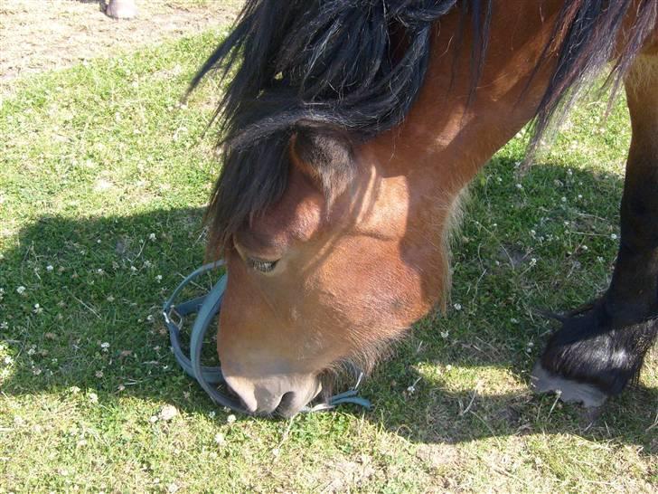Belgier Musse *Aflivet* - .er det den ting, der har sat på mit hode i lag tid? :D billede 11