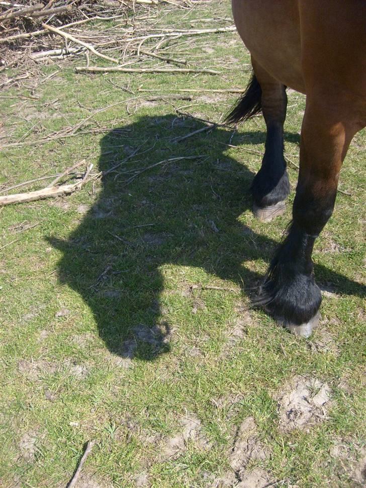 Belgier Musse *Aflivet* - .nu kommer jeg i: billede 12