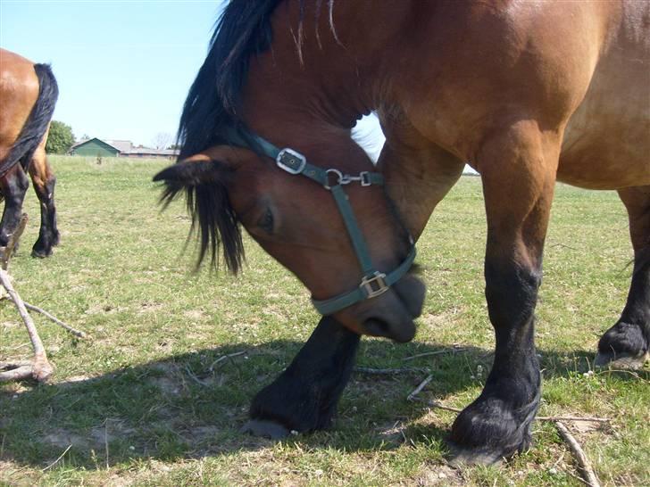 Belgier Musse *Aflivet* - .det klør faktisk d: billede 13