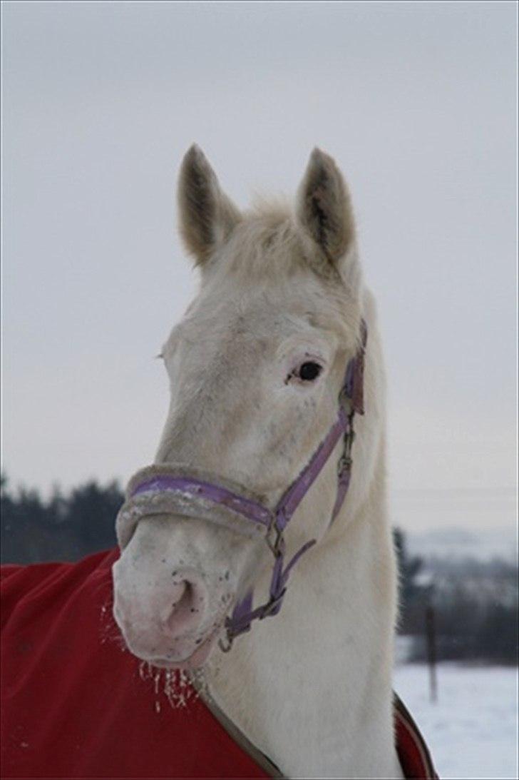 Knabstrupper Coco's J'aime La Vie MIN - Velkommen til Cocos profil<3 billede 1