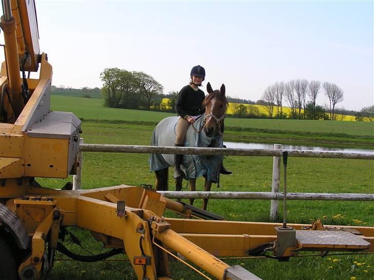 Anden særlig race Fleur<333solgt og savnet! - Fleur er ikke bange for noget som helst heller ikke en stor maskine... ja vi er jo venner billede 7