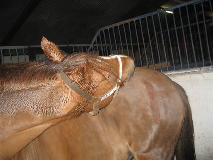 Anden særlig race Fleur<333solgt og savnet! - jep min hest er smidig, det er IKKE klippet ind beviser på det ikke er klipet ind kan ses på denne side:    http://www.hestegalleri.dk/html/vid_vis.asp?VideoID=100450 billede 8