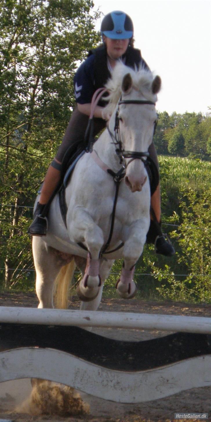 Knabstrupper Coco's J'aime La Vie MIN - Mig og Coco på springhold første gang<333 billede 2