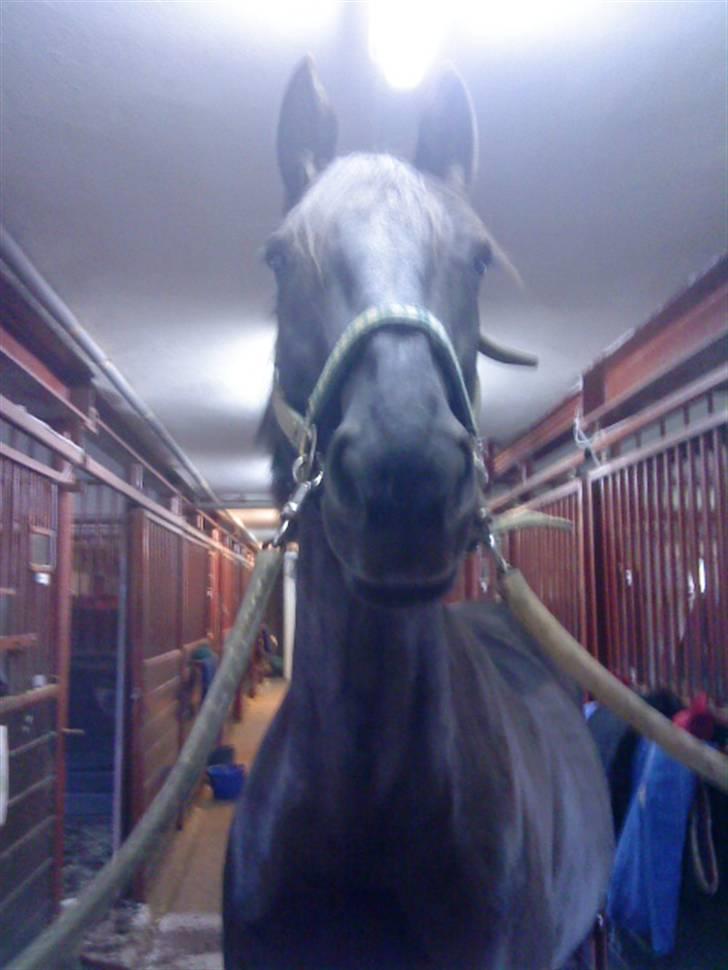 Anden særlig race Tina "har redet" - Tina på staldgangen billede 5