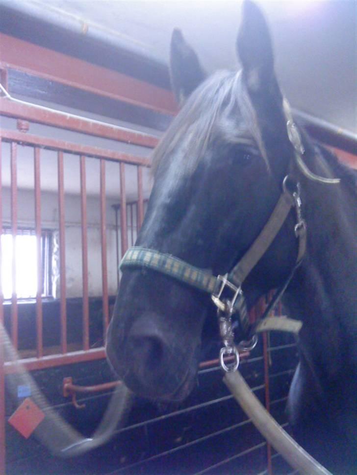 Anden særlig race Tina "har redet" - Tina på staldgangen billede 6