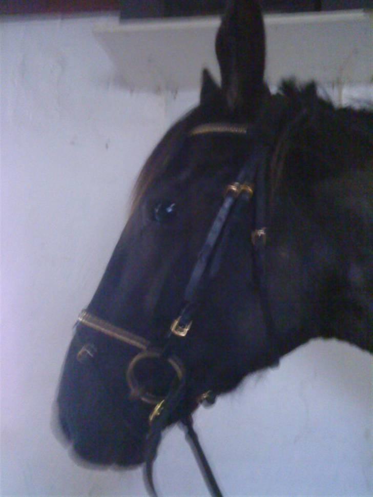 Anden særlig race Tina "har redet" - Klar til ridetur billede 7