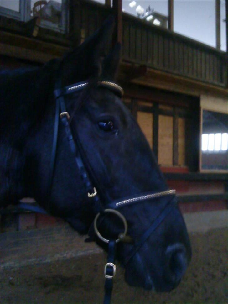 Anden særlig race Tina "har redet" - I ridehuset, før opsidning billede 8