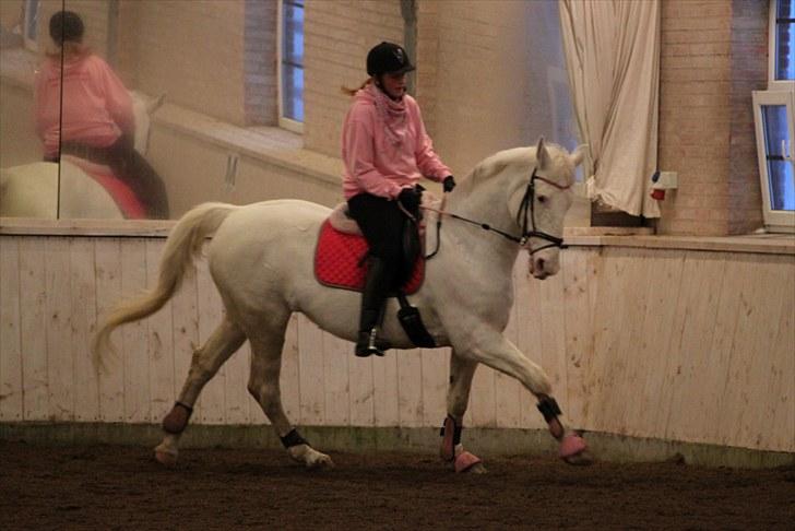 Knabstrupper Coco's J'aime La Vie MIN - Min søster og dejlige Coco<333 billede 3