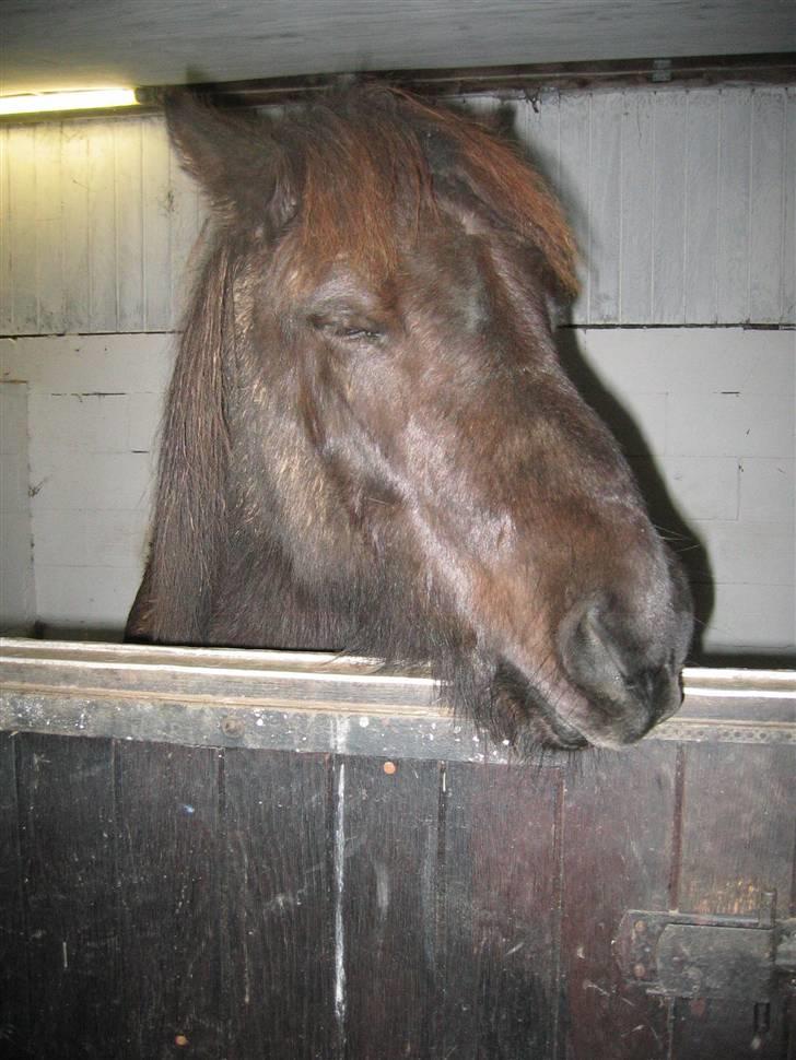 Islænder Àfram fra Birk huse - jooh, jeg er en kamel unge .. hehe:b billede 16