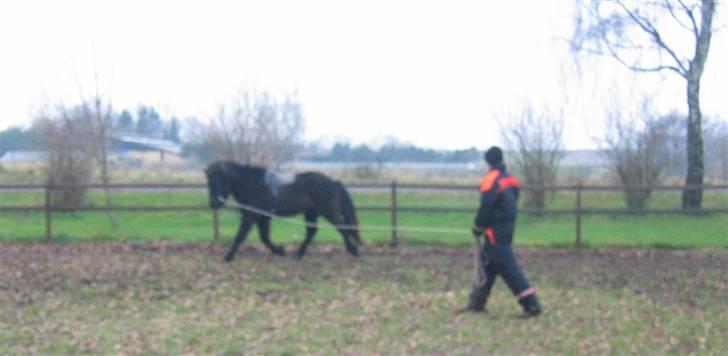 Islænder Àfram fra Birk huse - Áfram bliver logeret billede 17