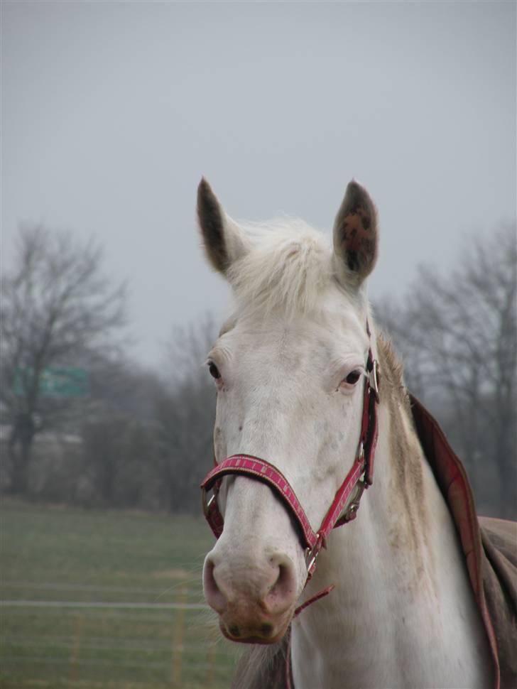 Knabstrupper Coco's J'aime La Vie MIN - Coco på fold<333 billede 4