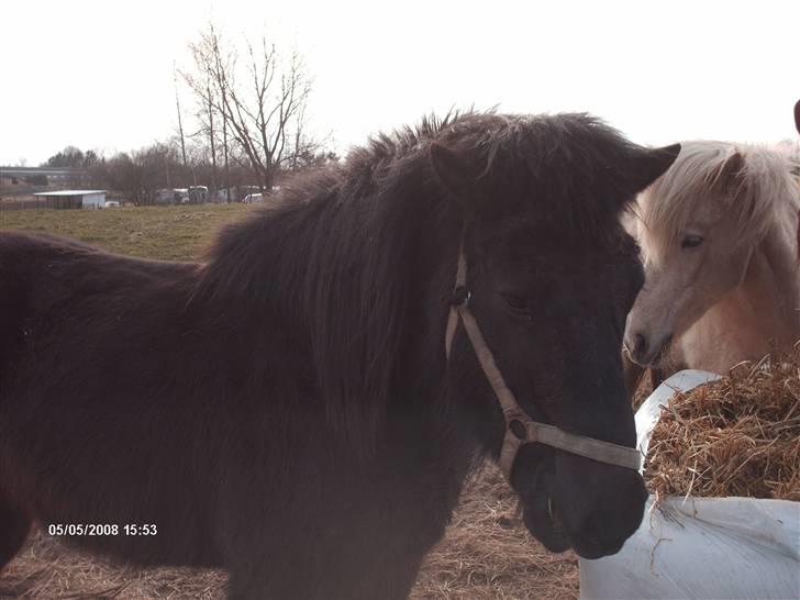 Islænder Àfram fra Birk huse - Áfram med vinter pels .. <3 billede 18