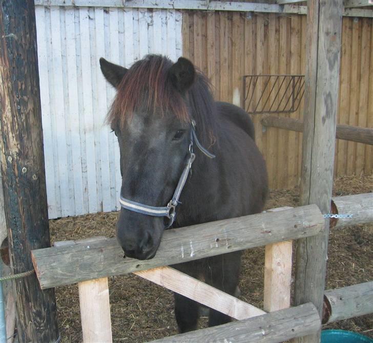 Islænder Àfram fra Birk huse - Áfram i boks .. <3 billede 19
