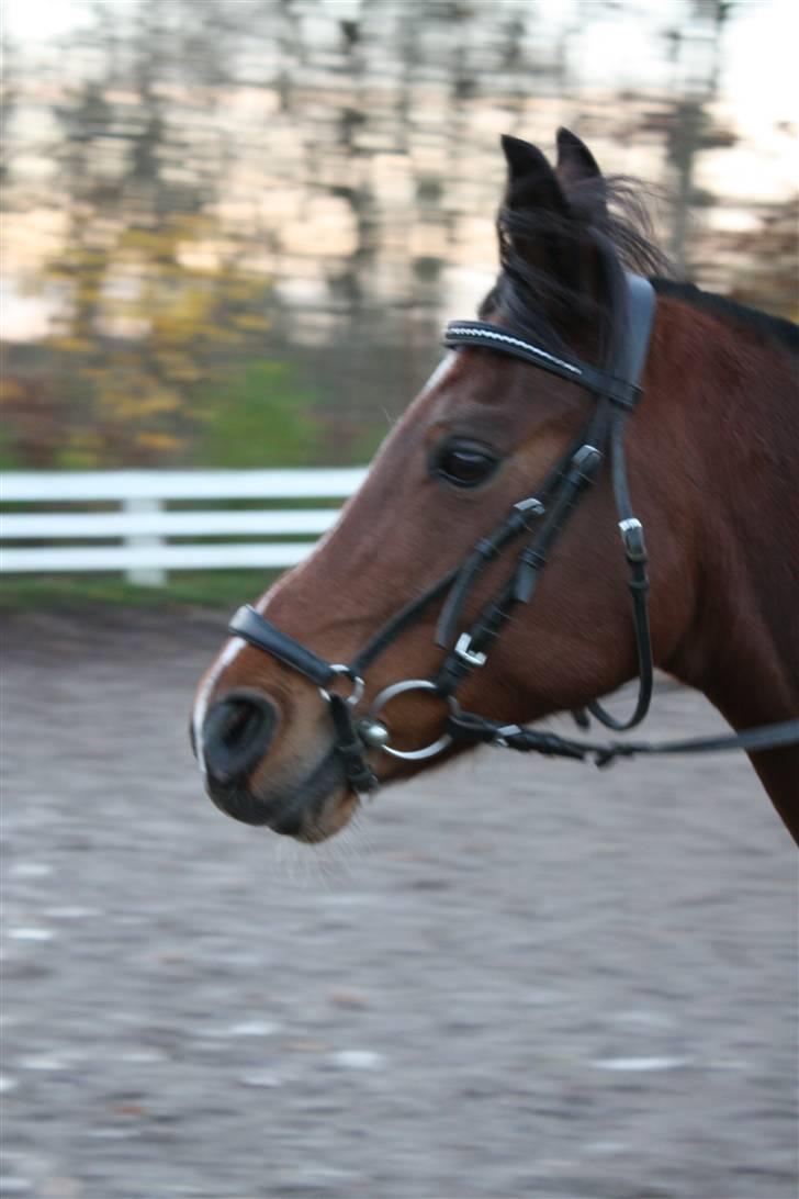 Arabisk fuldblod (OX) Pepito OX Gl. part - Miin dreeng <3. Fotograf: didde(mig) billede 20