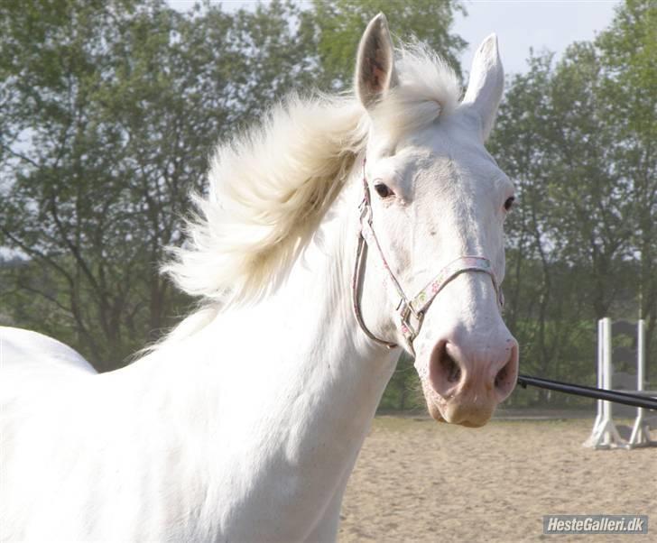 Knabstrupper Coco's J'aime La Vie MIN - Min dejlige Coco<333 billede 5