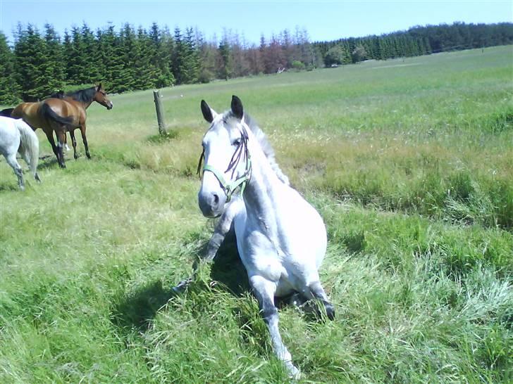 Anden særlig race June R.I.P - På vej op og stå. Fotograf: Mig! ;D billede 11