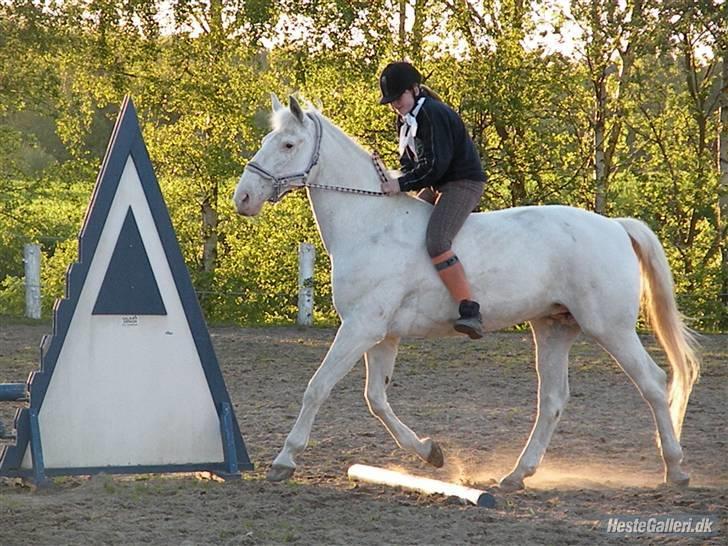 Knabstrupper Coco's J'aime La Vie MIN - Tag jer ikke af hvordan jeg sider hehe :) Det var på hende fødselsdag <333 billede 6