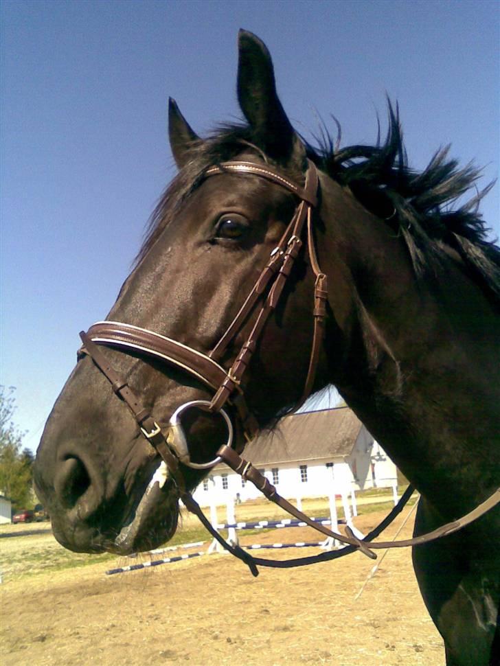 Oldenborg Sorte- PRÆMIE HESTEN!!<3 - så kom Nickies billede ind:) billede 3