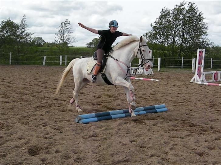 Knabstrupper Coco's J'aime La Vie MIN - Elsker dig Coco<333 billede 7