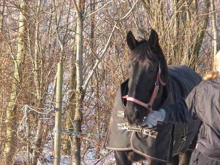 Oldenborg Sorte- PRÆMIE HESTEN!!<3 - Sorte på vej ud på folden<3 billede 6