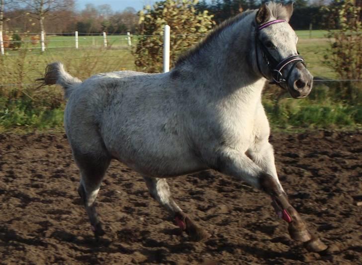 Anden særlig race Candy  - candy på ridebanen d. 16/11-08 billede 14