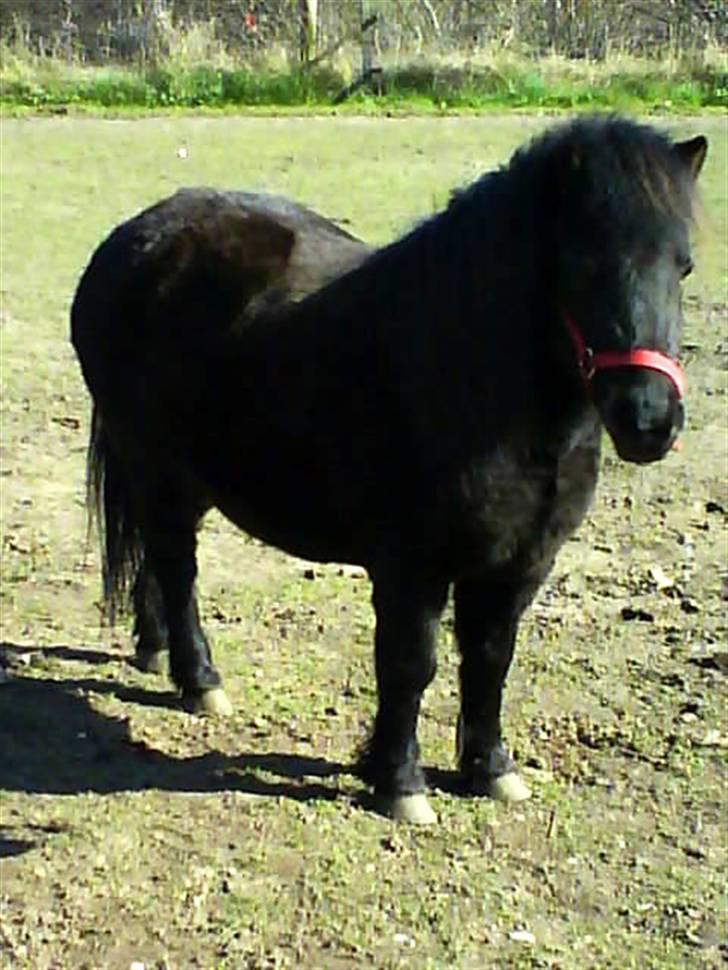 Shetlænder Mini billede 1