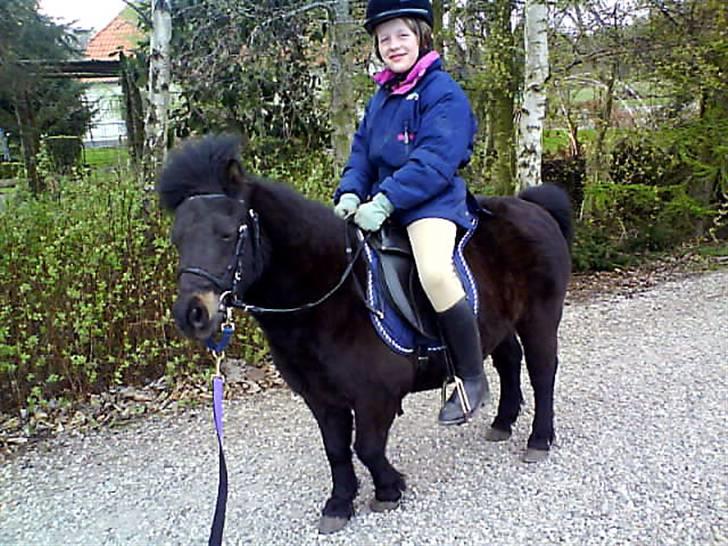 Shetlænder Mini billede 2