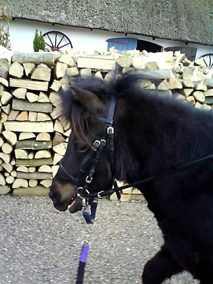 Shetlænder Mini billede 3