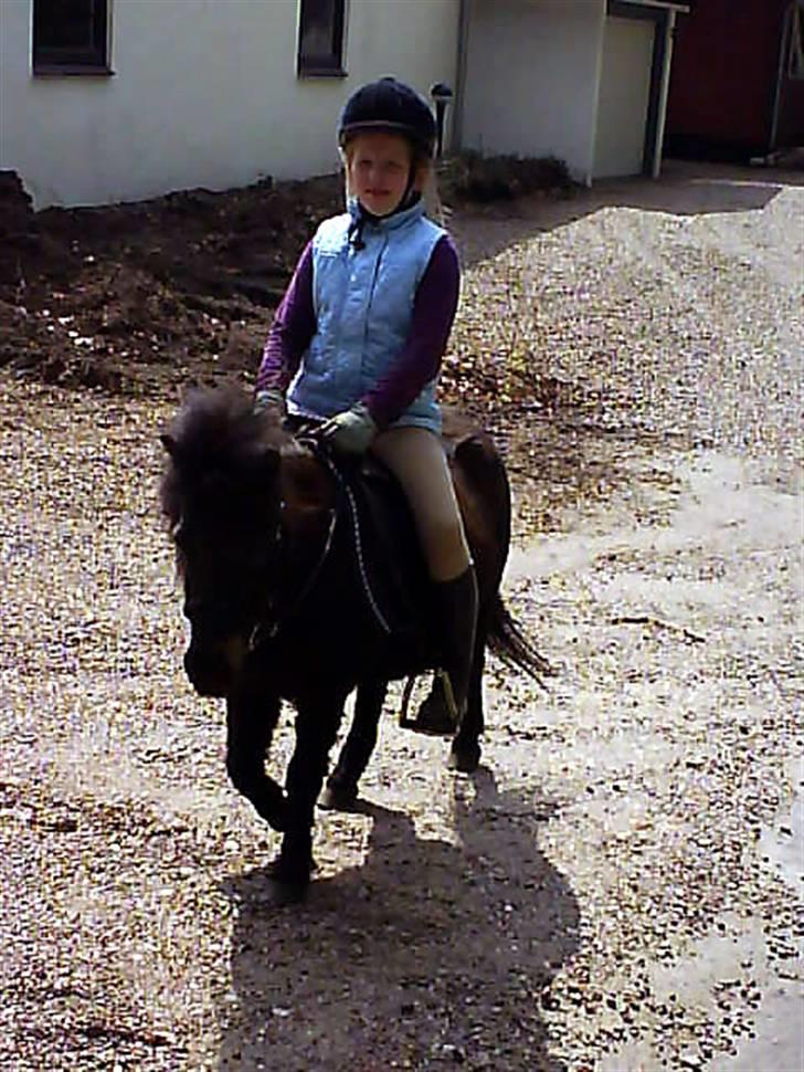 Shetlænder Mini billede 4