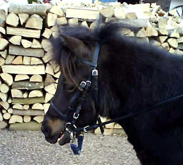 Shetlænder Mini billede 5