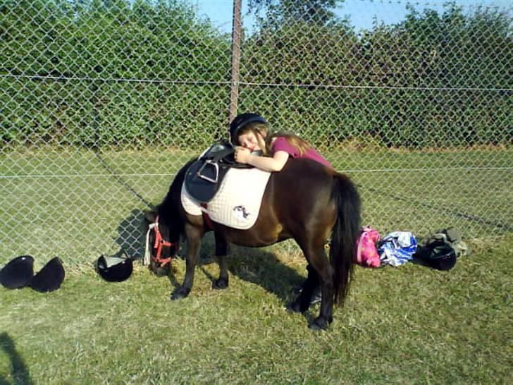 Shetlænder Mini billede 6