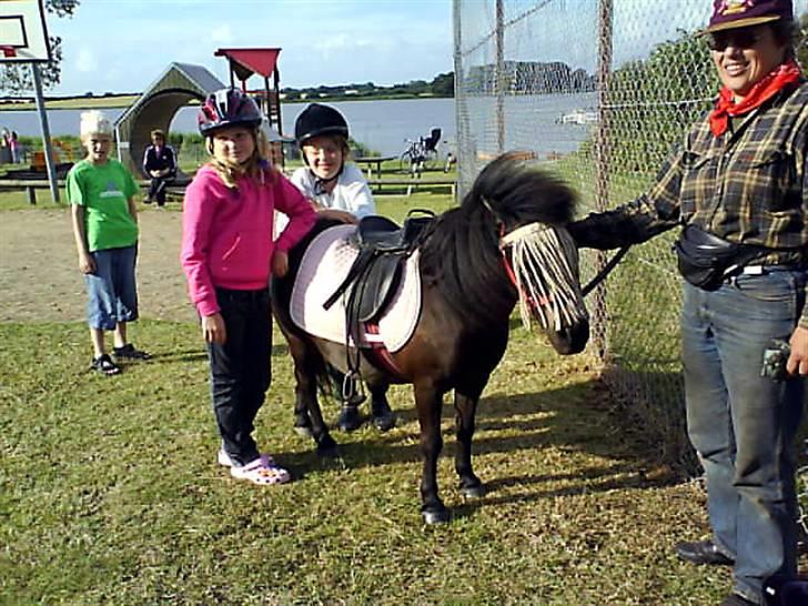 Shetlænder Mini billede 7