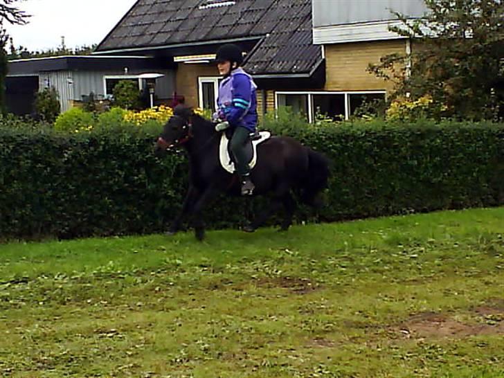 Shetlænder Mini billede 8